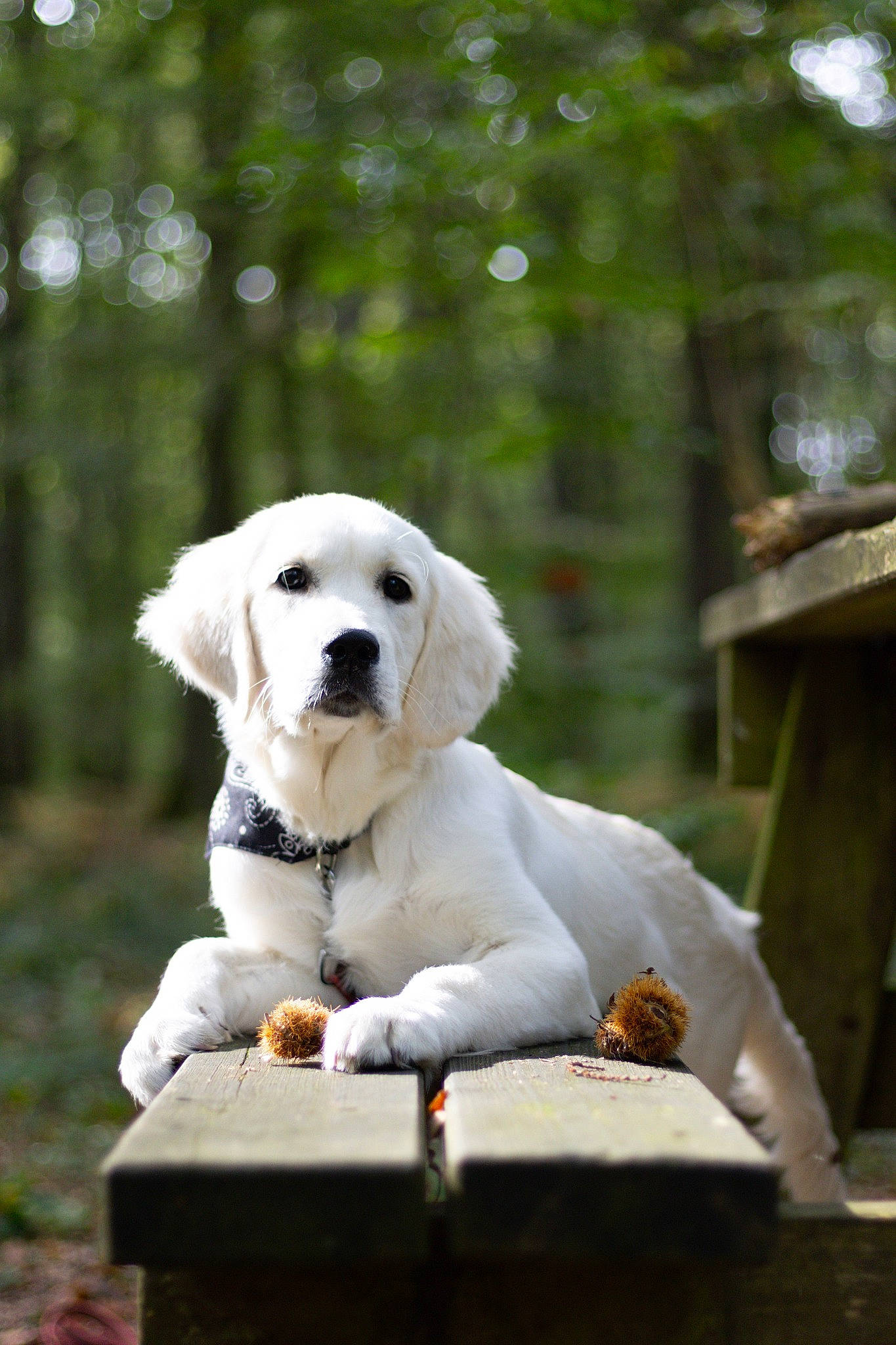 Urka participe au concours pour gagner de l'argent avec cette photo : canidae, carnivore, collar, companion_dog, dog, dog_breed, dog_collar, dog_supply, fawn, grass, happy, labrador_retriever, pet_supply, plant, retriever, snout, sporting_group, tree, wood, working_animal