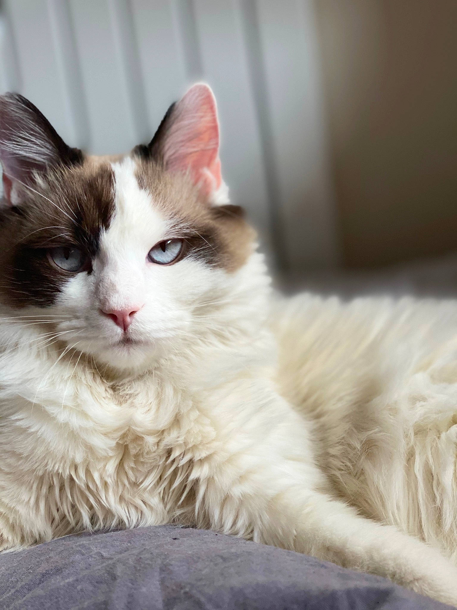 Petrus participe au concours pour gagner de l'argent avec cette photo : carnivore, cat, claw, comfort, domestic_short_haired_cat, eye, fawn, felidae, fur, paw, sitting, small_to_medium_sized_cats, snout, tail, terrestrial_animal, whiskers