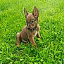 Aïko a rejoint le concours — aidez-le/la à gagner de superbes lots ! alert, animal, canine, collar, cute, daylight, dog, ears, field, fur, grass, greenery, nature, outdoor, pet, puppy, side_view, sitting, small, young