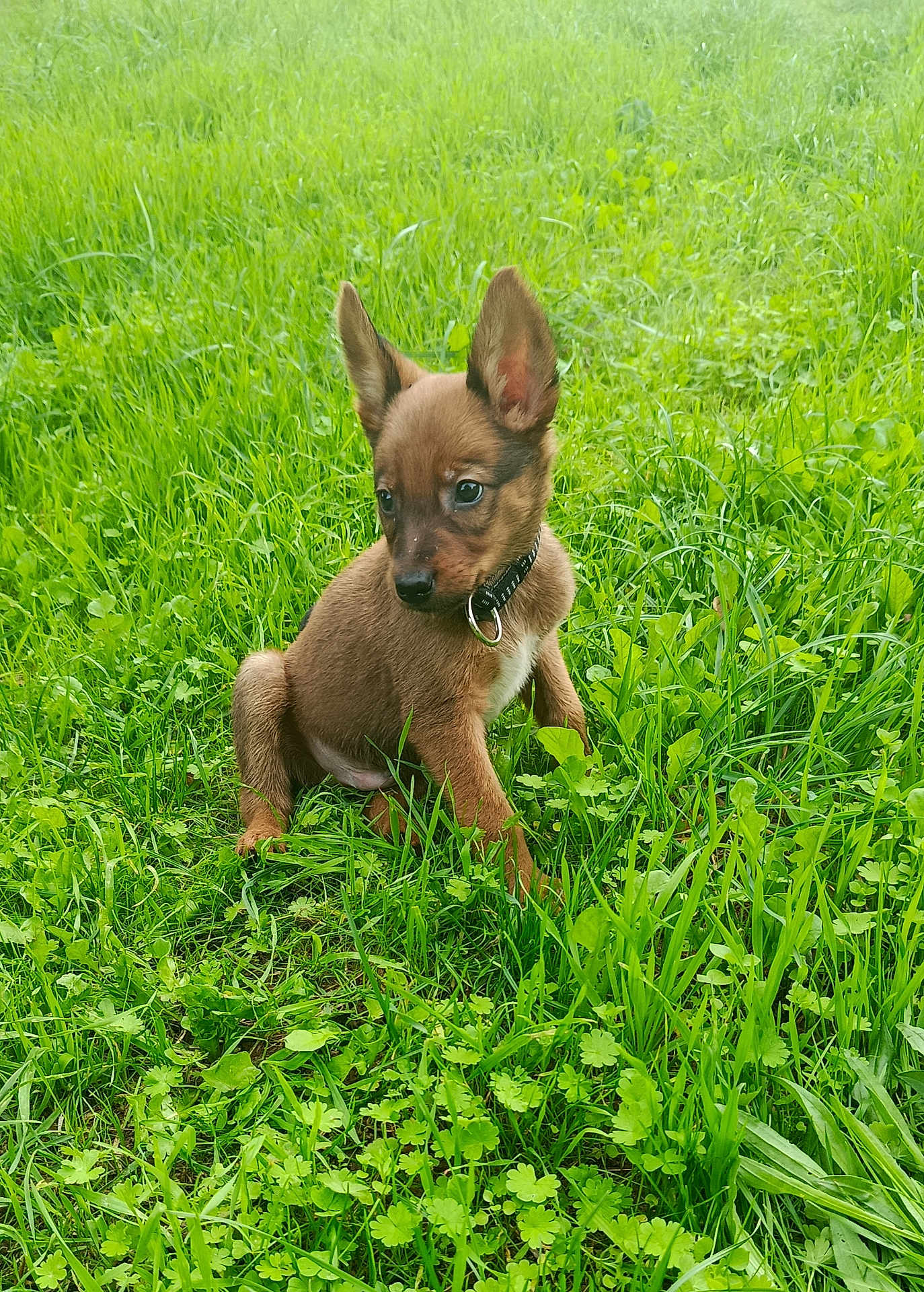 Aïko