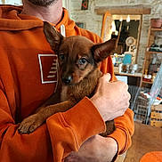Aïko a rejoint le concours — aidez-le/la à gagner de superbes lots ! casual, cute, dog, ear, face, furniture, hand, holding, home, hoodie, indoor, orange_clothing, person, pet, puppy, shelf, stone_wall, table, warm, young_dog