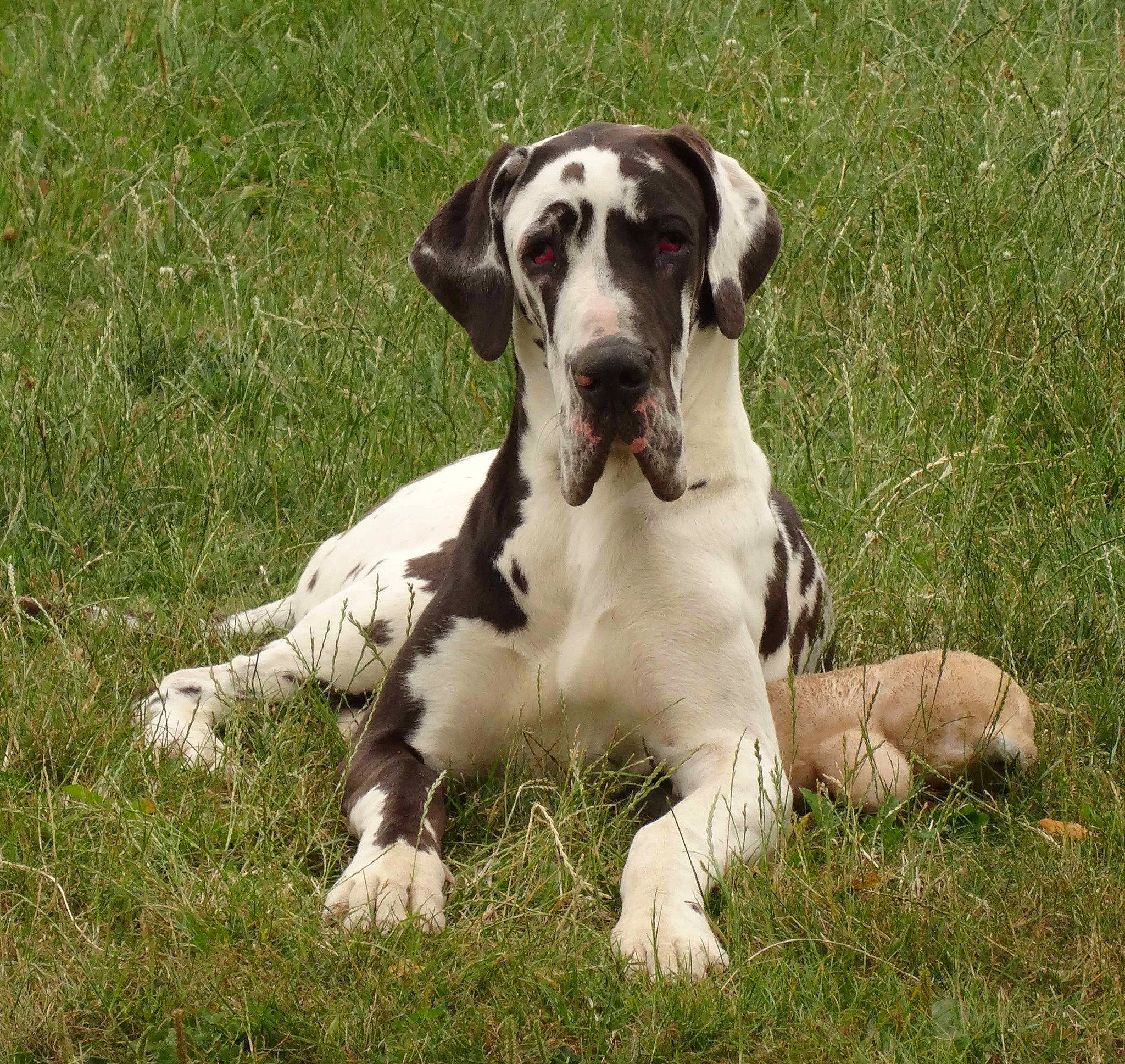 Luna a rejoint le concours — aidez-le/la à gagner de superbes lots ! art, bored, canidae, carnivore, companion_dog, dog, dog_breed, fawn, grass, grassland, great_dane, hunting_dog, non_sporting_group, snout, sporting_group, tail, terrestrial_animal, wildlife, working_animal, working_dog