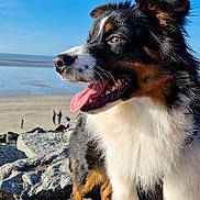 Venom a rejoint le concours — aidez-le/la à gagner de superbes lots ! animal, beach, blue_sky, canine, coast, daylight, dog, ears, fluffy, fur, happy, nature, outdoor, pet, rocks, snout, summer, sunny, tongue_out, tricolor_fur