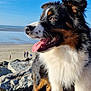 animal, beach, blue_sky, canine, coast, daylight, dog, ears, fluffy, fur, happy, nature, outdoor, pet, rocks, snout, summer, sunny, tongue_out, tricolor_fur
