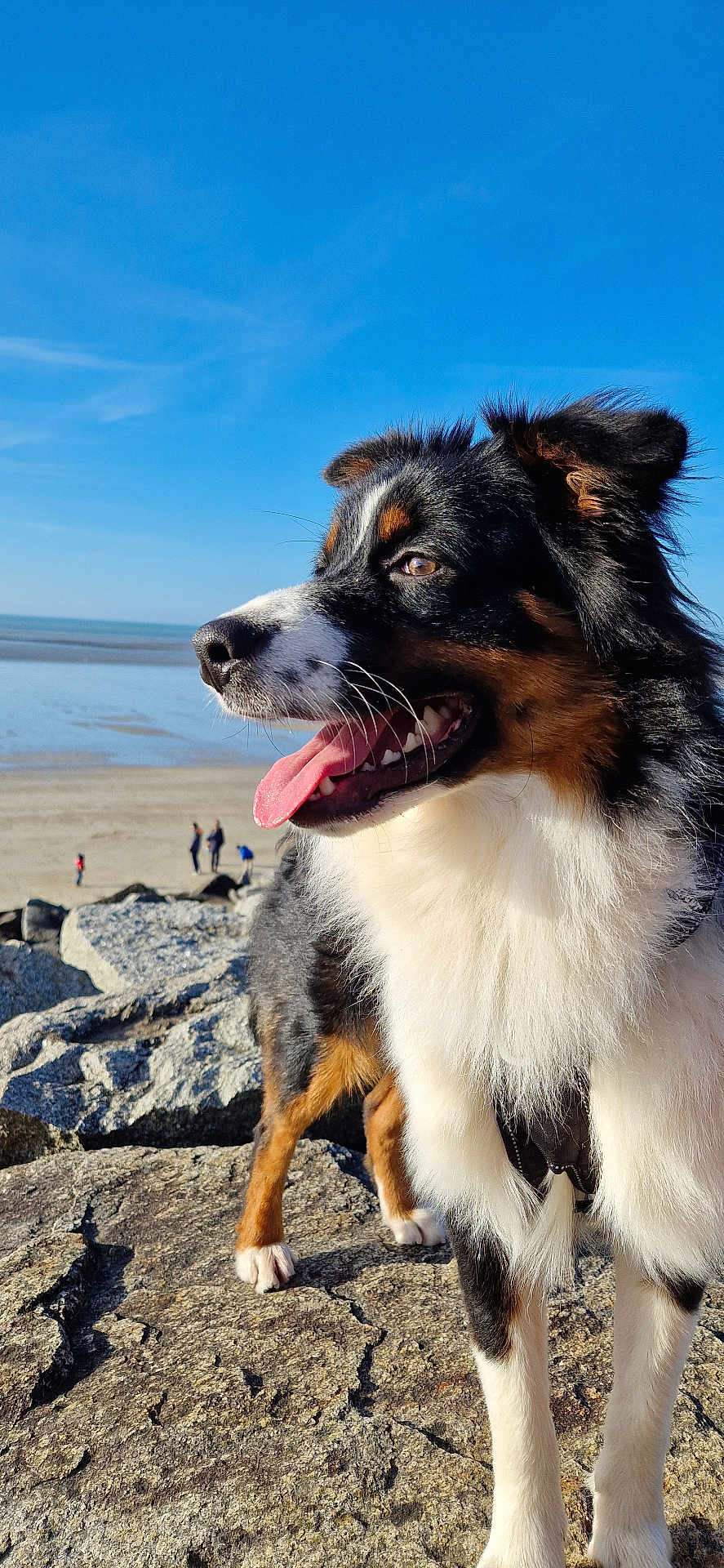 Venom a rejoint le concours — aidez-le/la à gagner de superbes lots ! animal, beach, blue_sky, canine, coast, daylight, dog, ears, fluffy, fur, happy, nature, outdoor, pet, rocks, snout, summer, sunny, tongue_out, tricolor_fur