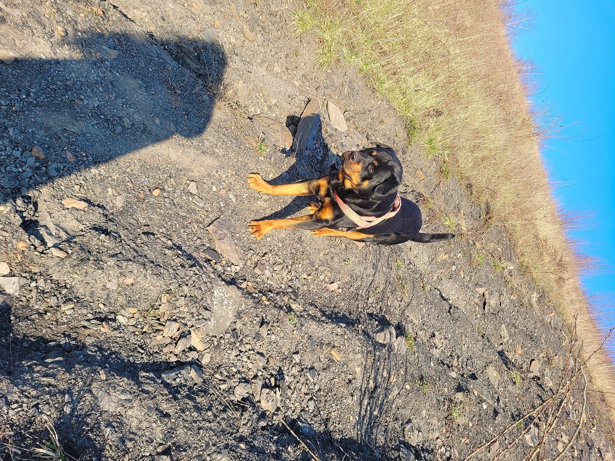 Zarko participe au concours pour gagner de l'argent avec cette photo : asphalt, carnivore, dog, dog_breed, fashion_accessory, geological_phenomenon, grass, landscape, ocean, people_in_nature, road, road_surface, rock, sand, shadow, sitting, sky, soil, tar, wood