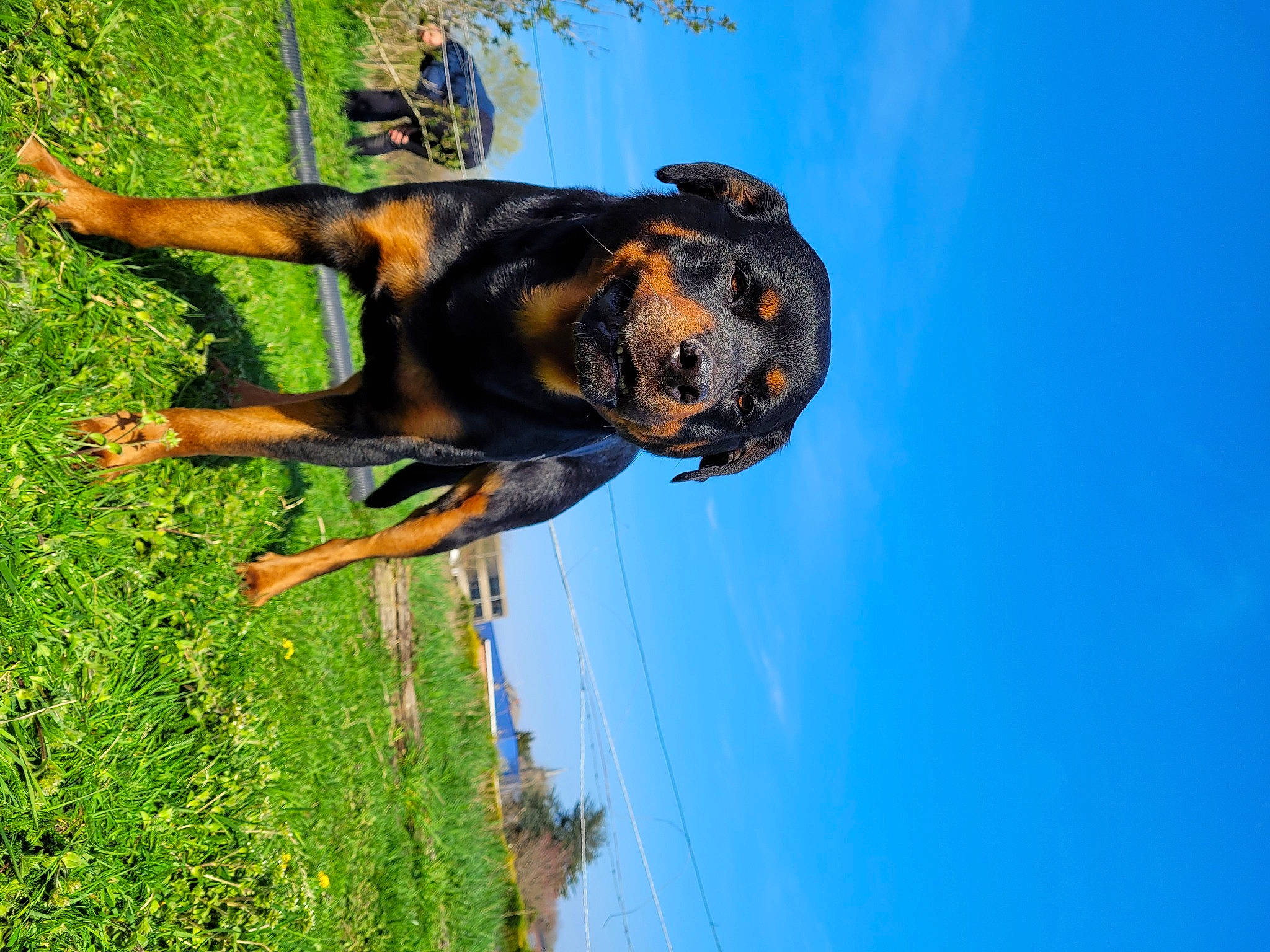 Zarko participe au concours pour gagner de l'argent avec cette photo : canidae, carnivore, companion_dog, dog, dog_breed, fawn, fun, grass, guard_dog, happy, leisure, people_in_nature, plant, rottweiler, sky, snout, sporting_group, tail, tree, water