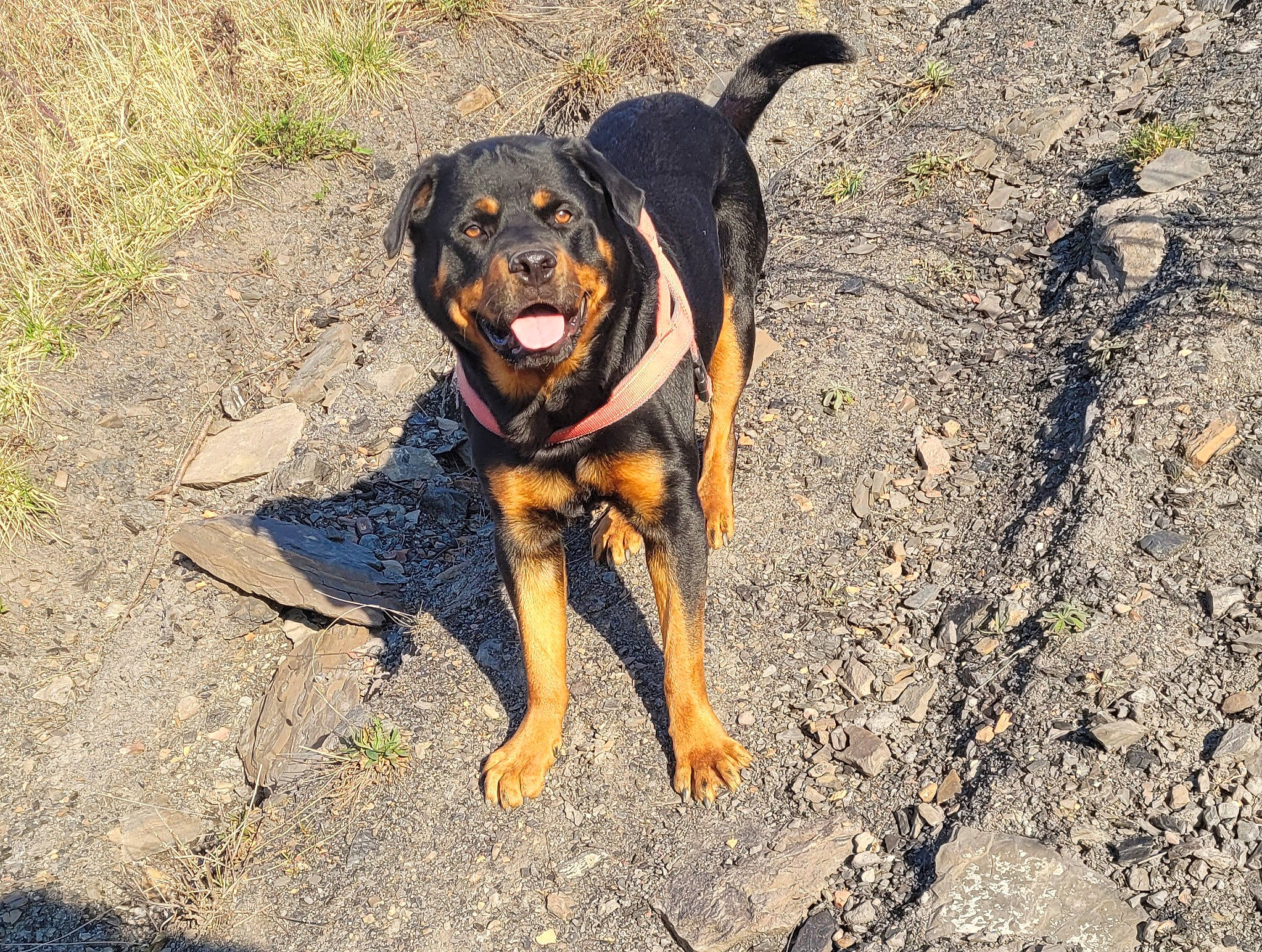 Zarko participe au concours pour gagner de l'argent avec cette photo : canidae, carnivore, companion_dog, dog, dog_breed, fawn, grass, guard_dog, hunting_dog, lithuanian_hound, paw, rottweiler, shadow, soil, sporting_group, working_animal, working_dog