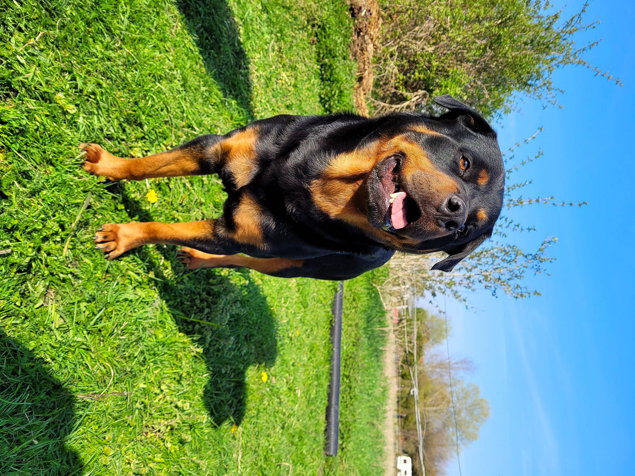 Zarko participe au concours pour gagner de l'argent avec cette photo : canidae, carnivore, companion_dog, dog, dog_breed, fun, grass, guard_dog, happy, leisure, people_in_nature, plant, rottweiler, sky, smile, snout, sporting_group, tree, water, working_dog