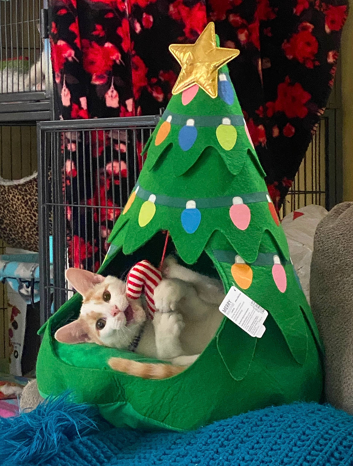 Boddie joined the competition — help win amazing prizes! art, carnivore, christmas, christmas_decoration, christmas_eve, christmas_ornament, christmas_tree, companion_dog, cone, dog, dog_breed, event, fawn, grass, holiday, holiday_ornament, linens, stuffed_toy, textile, toy