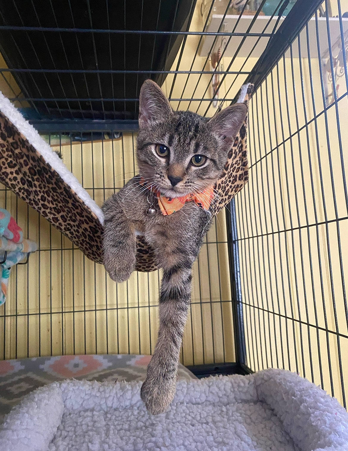 Boddie is registered to the contest to win money with this photo: animal_shelter, bobcat, cage, carnivore, cat, claw, domestic_short_haired_cat, fawn, felidae, fur, lynx, mesh, metal, pattern, small_to_medium_sized_cats, snout, tail, terrestrial_animal, whiskers, wildlife