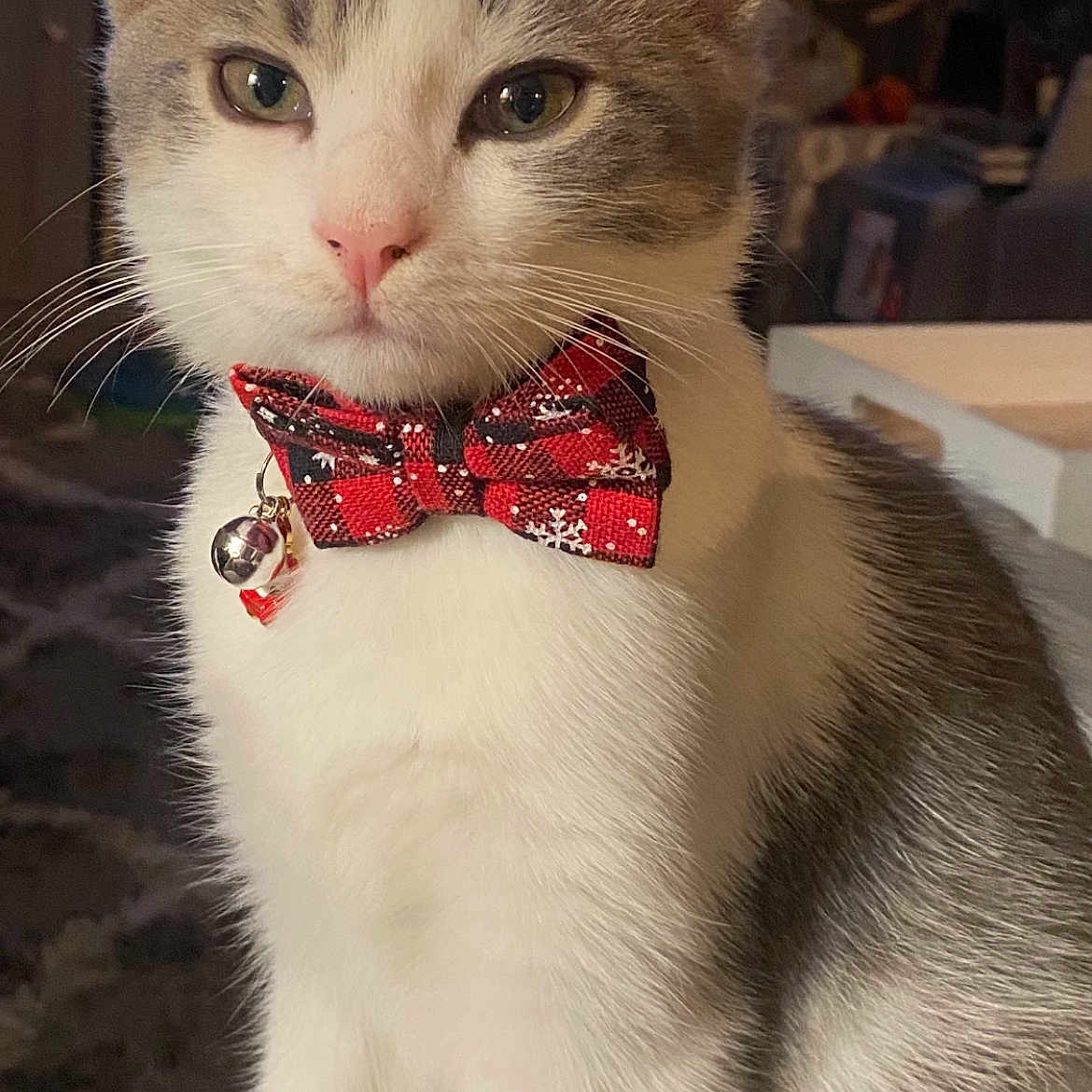 Boddie is registered to the contest to win money with this photo: art, carmine, carnivore, cat, collar, domestic_short_haired_cat, felidae, fur, jaw, paw, photo_caption, small_to_medium_sized_cats, snout, tail, whiskers