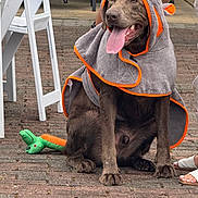 Koda is registered to the contest to win money with this photo: dog, towel, toy, brick_floor, person, feet, sandals, animal, pet, sitting, tongue_out, outdoor, playful, brown_dog, fabric, footwear, sidewalk, happy, closeup, companion