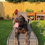 Koda joined the competition — help win amazing prizes! backyard, canine, chair, collar, dog, fence, garden, grass, happy, labrador, metal_frame, outdoor, pet, plants, potted_plants, relaxing, shade, summer, sunlight, tongue_out