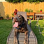 backyard, canine, chair, collar, dog, fence, garden, grass, happy, labrador, metal_frame, outdoor, pet, plants, potted_plants, relaxing, shade, summer, sunlight, tongue_out