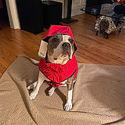Polly joined the competition — help win amazing prizes! dog, red_raincoat, pet, indoor, carpet, wooden_floor, chew_toy, furniture, glass_table, engine_block_table, brown_and_white_dog, sitting, looking_up, cozy, modern_interior, tag_on_clothing, expression, curious, animal, house