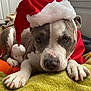 Polly is registered to the contest to win money with this photo: dog, santa_hat, pet, animal, holiday, christmas, indoors, towel, resting, brown, white, cute, closeup, face, paw, window, fur, domestic_animal, relaxed, soft