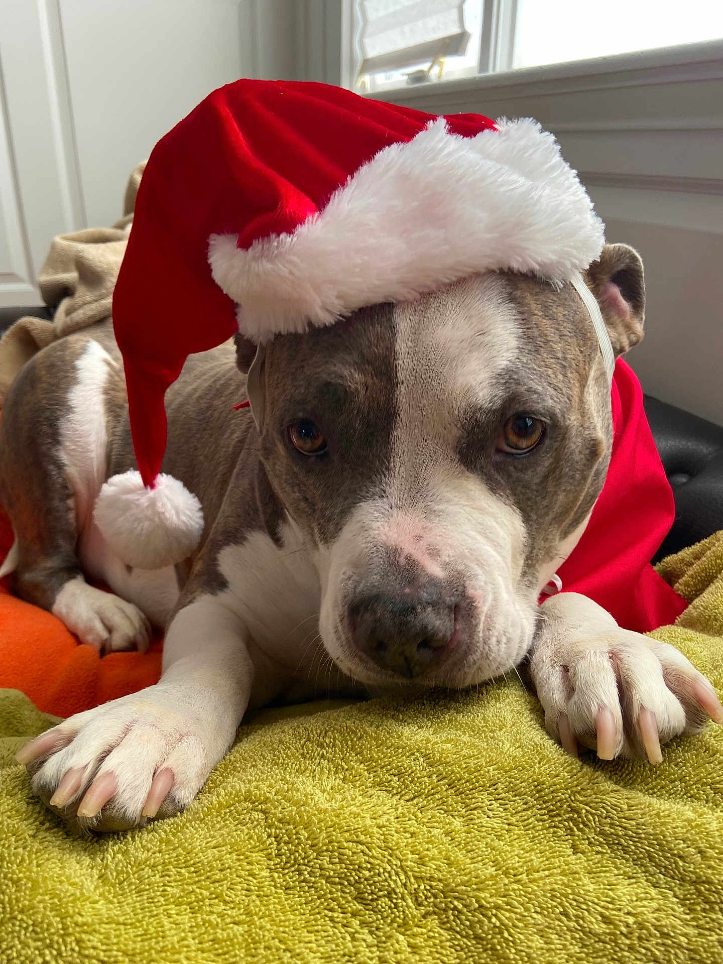Polly is registered to the contest to win money with this photo: dog, santa_hat, pet, animal, holiday, christmas, indoors, towel, resting, brown, white, cute, closeup, face, paw, window, fur, domestic_animal, relaxed, soft