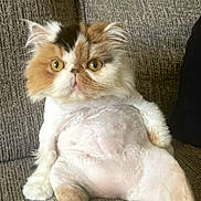 Jazzy is registered to the contest to win money with this photo: animal, cat, couch, cute, domestic, expression, face, feline, fluffy, fur, indoor, looking, pet, relaxed, seated, shaved_belly, sitting, texture, whiskers, wide_eyes