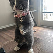 Millie is registered to the contest to win money with this photo: kitten, cat, gray_cat, white_paws, pink_collar, pearl_charm, whiskers, standing, curious, indoor, hardwood_floor, window, sunlight, portrait, pet, close_up, domestic, furniture, door, paws