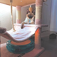Nemo is registered to the contest to win money with this photo: cat, siamese, kitten, cat_tree, scratching_post, collar, tag, plush, hammock, toy, indoor, hardwood_floor, door, rope, sisal, sunlight, shadow, paw, ears, curious