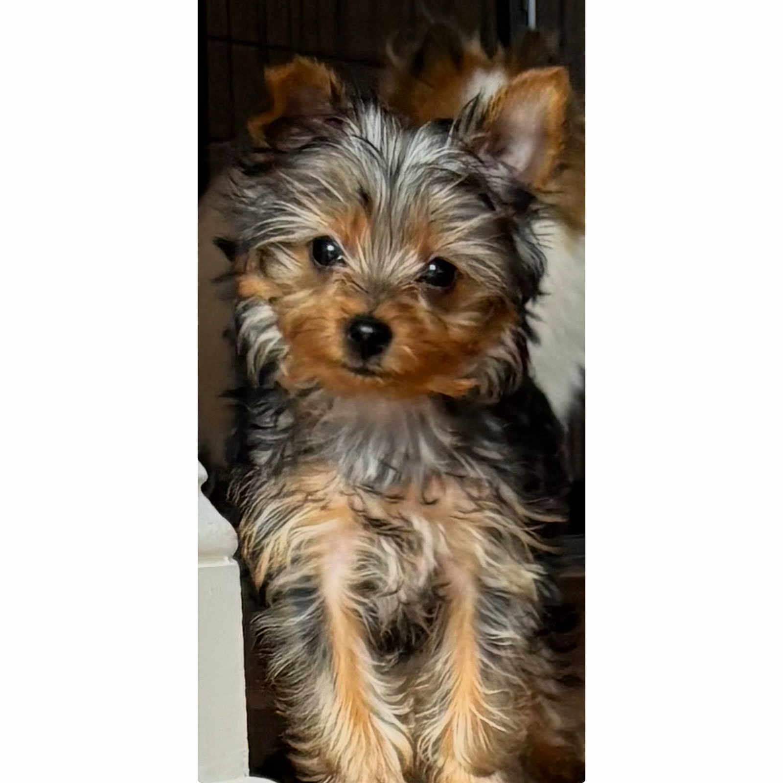 Dolly joined the competition — help win amazing prizes! affenpinscher, airedale, animal, ball, canine, dog, football, indoors, interiordesign, pet, poodle, puppy, soccer, soccerball, sport, tennis, tennisball, terrier, whitedog