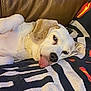 dog, canine, pet, tongue_out, lying_down, blanket, patterned_blanket, leather_couch, relaxed, cute, animal, fur, ears, nose, indoor, resting, sleepy, funny, home, companion