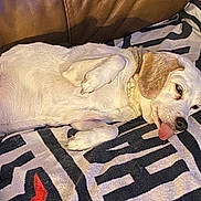 Hank joined the competition — help win amazing prizes! dog, pet, lying_down, tongue_out, blanket, couch, relaxed, indoor, white_dog, brown_ear, paw, fur, cute, sleepy, domestic_animal, resting, animal, canine, companion, cozy