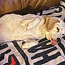 dog, pet, lying_down, tongue_out, blanket, couch, relaxed, indoor, white_dog, brown_ear, paw, fur, cute, sleepy, domestic_animal, resting, animal, canine, companion, cozy