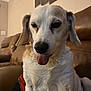 Hank is registered to the contest to win money with this photo: dog, tongue_out, indoor, couch, pet, relaxed, closeup, white_fur, brown_fur, ears, animal, home, furniture, canine, companion, portrait, sitting, cute, tongue, expression