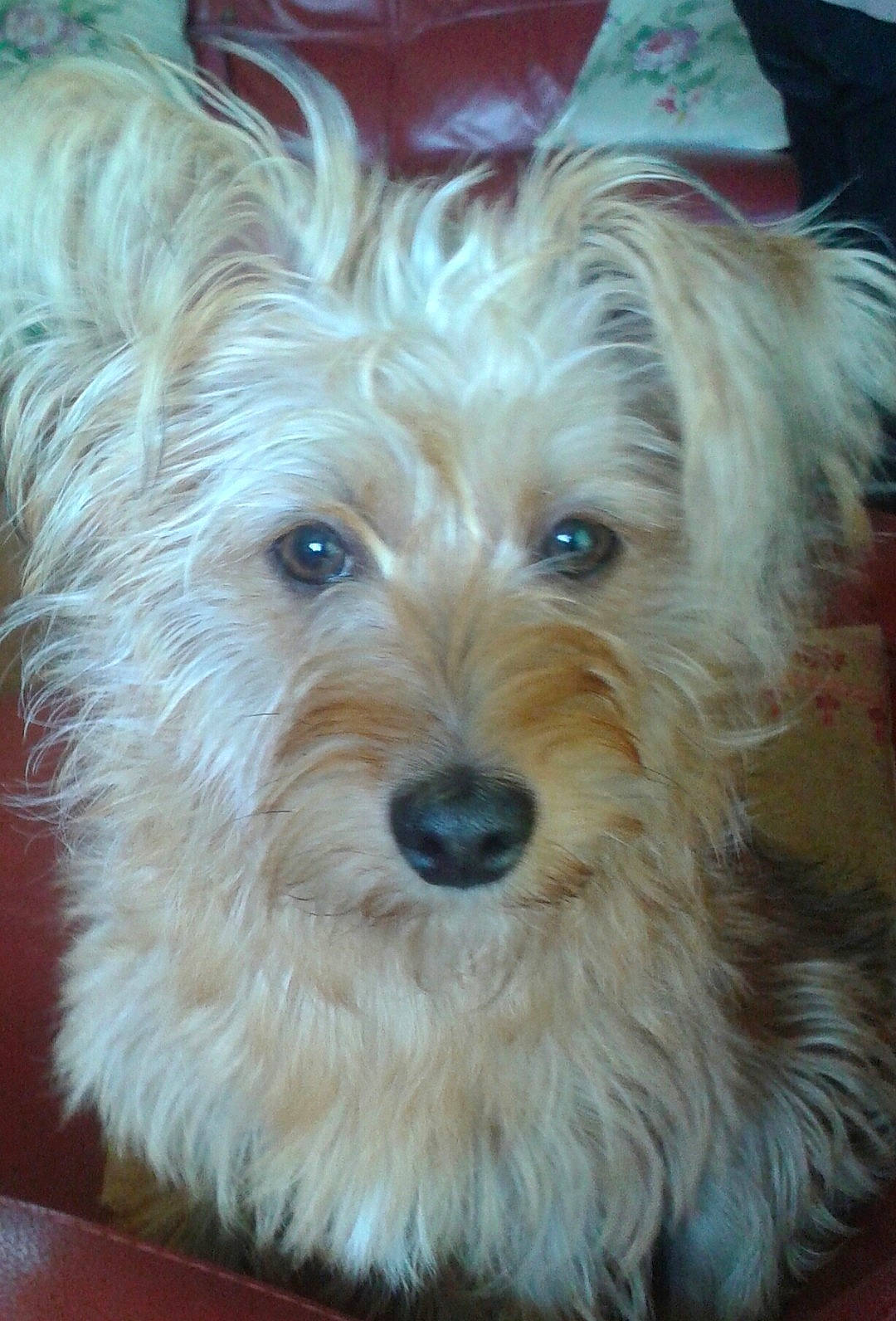 Nina a rejoint le concours — aidez-le/la à gagner de superbes lots ! biewer_terrier, canidae, carnivore, companion_dog, dog, dog_breed, electric_blue, firefighter, fur, maltepoo, non_sporting_group, small_terrier, snout, sporting_group, terrestrial_animal, terrier, toy_dog, working_animal, yorkipoo