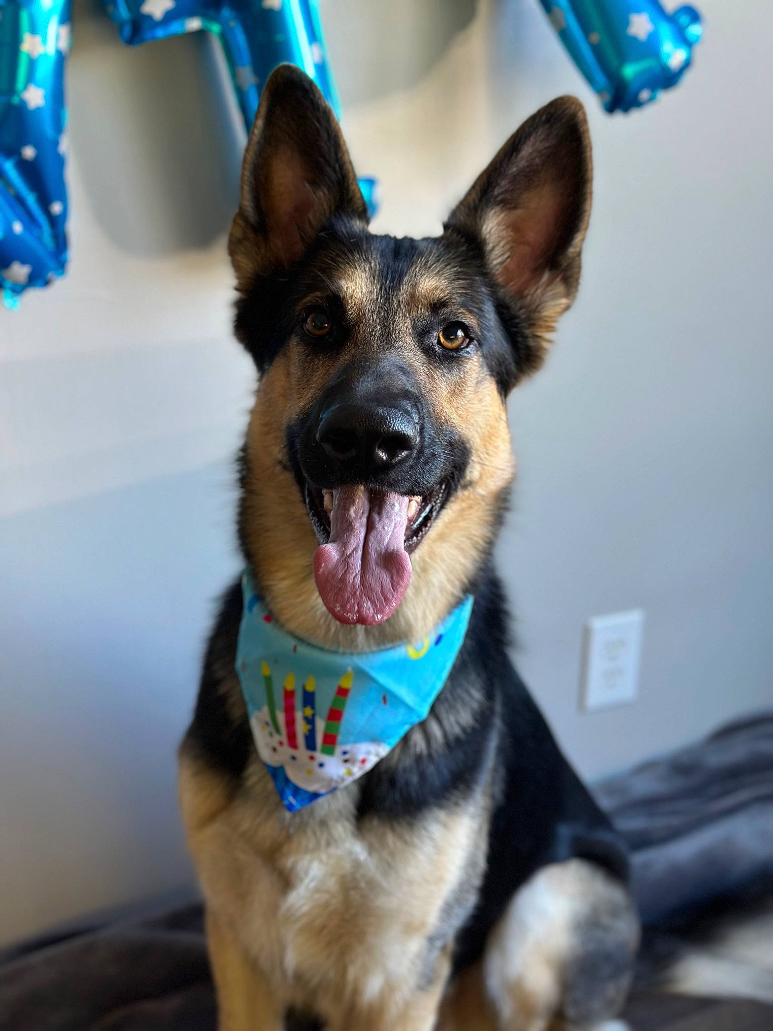 Zeus joined the competition — help win amazing prizes! blue, carnivore, collar, companion_dog, dog, dog_breed, dog_collar, dog_supply, ear, east_european_shepherd, electric_blue, eye, fawn, german_shepherd_dog, herding_dog, jaw, snout, sporting_group, whiskers, working_animal