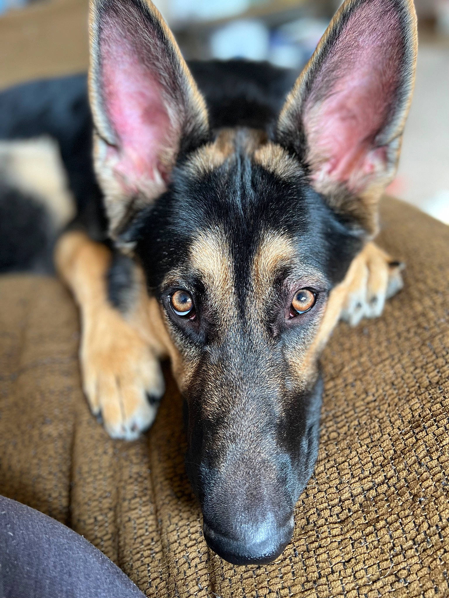 Zeus joined the competition — help win amazing prizes! canidae, carnivore, companion_dog, dog, dog_breed, dog_supply, ear, event, fur, snout, sporting_group, terrestrial_animal, whiskers, working_animal, working_dog