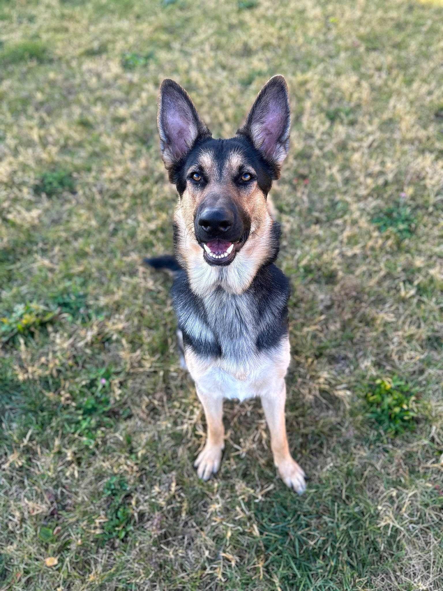 Zeus joined the competition — help win amazing prizes! carnivore, companion_dog, dog, dog_breed, grass, guard_dog, herding_dog, paw, puppy, sporting_group, terrestrial_animal, toy_dog, working_animal, working_dog