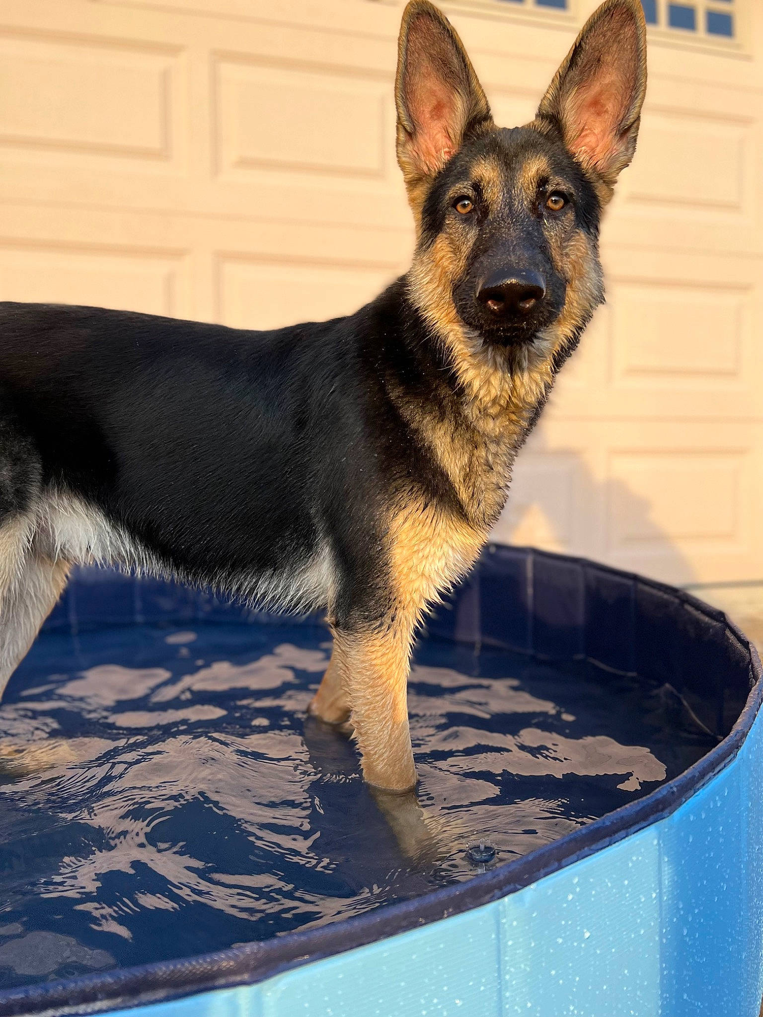 Zeus is registered to the contest to win money with this photo: blue, canidae, carnivore, companion_dog, dog, dog_breed, east_european_shepherd, fawn, fur, german_shepherd_dog, herding_dog, king_shepherd, old_german_shepherd_dog, sporting_group, terrestrial_animal, waste_container, water, windshield, working_animal, working_dog