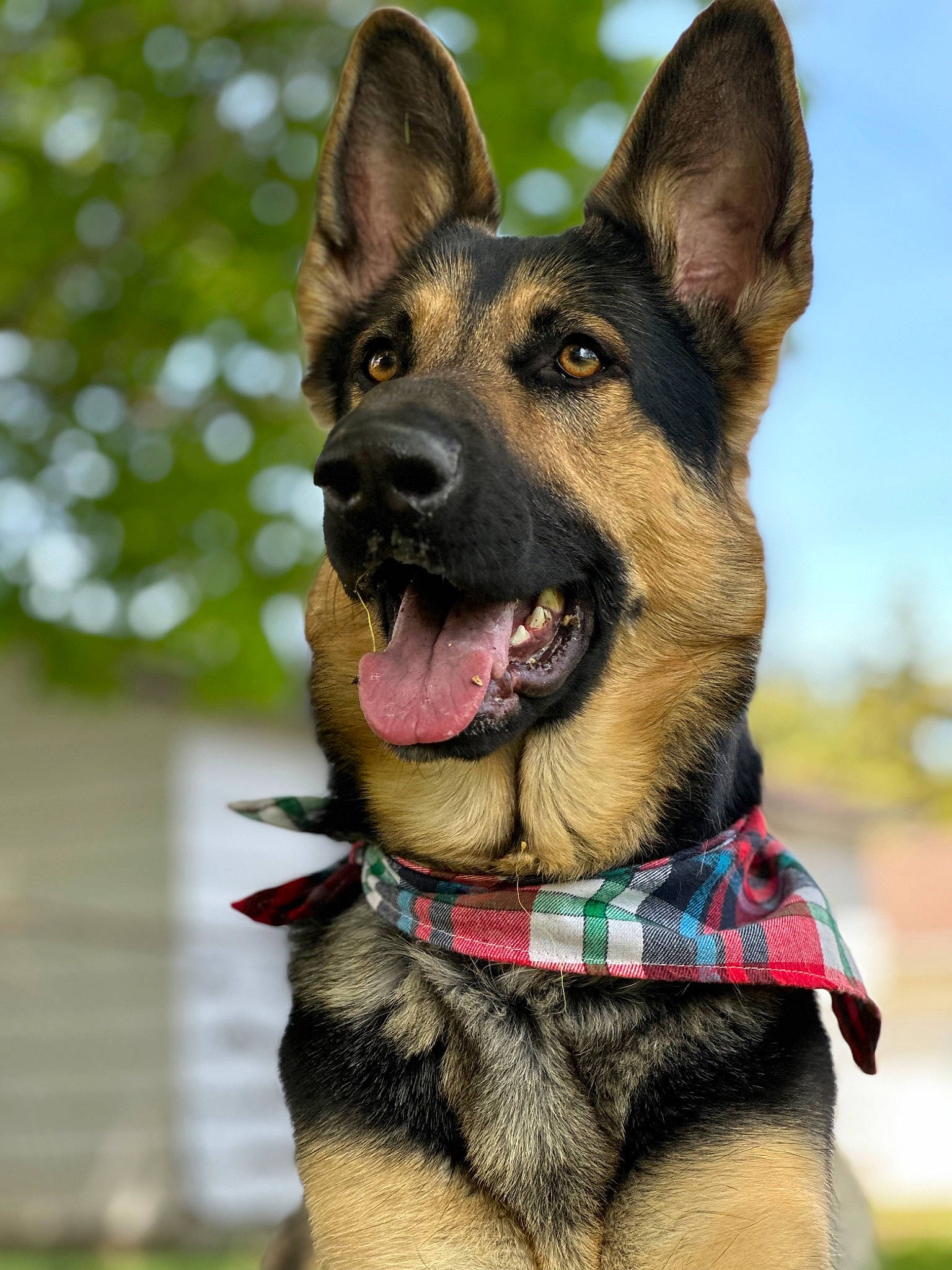 Zeus joined the competition — help win amazing prizes! canidae, carnivore, collar, companion_dog, dog, dog_breed, dog_collar, dog_supply, east_european_shepherd, fawn, fur, german_shepherd_dog, guard_dog, herding_dog, king_shepherd, leash, old_german_shepherd_dog, sky, sporting_group, working_animal