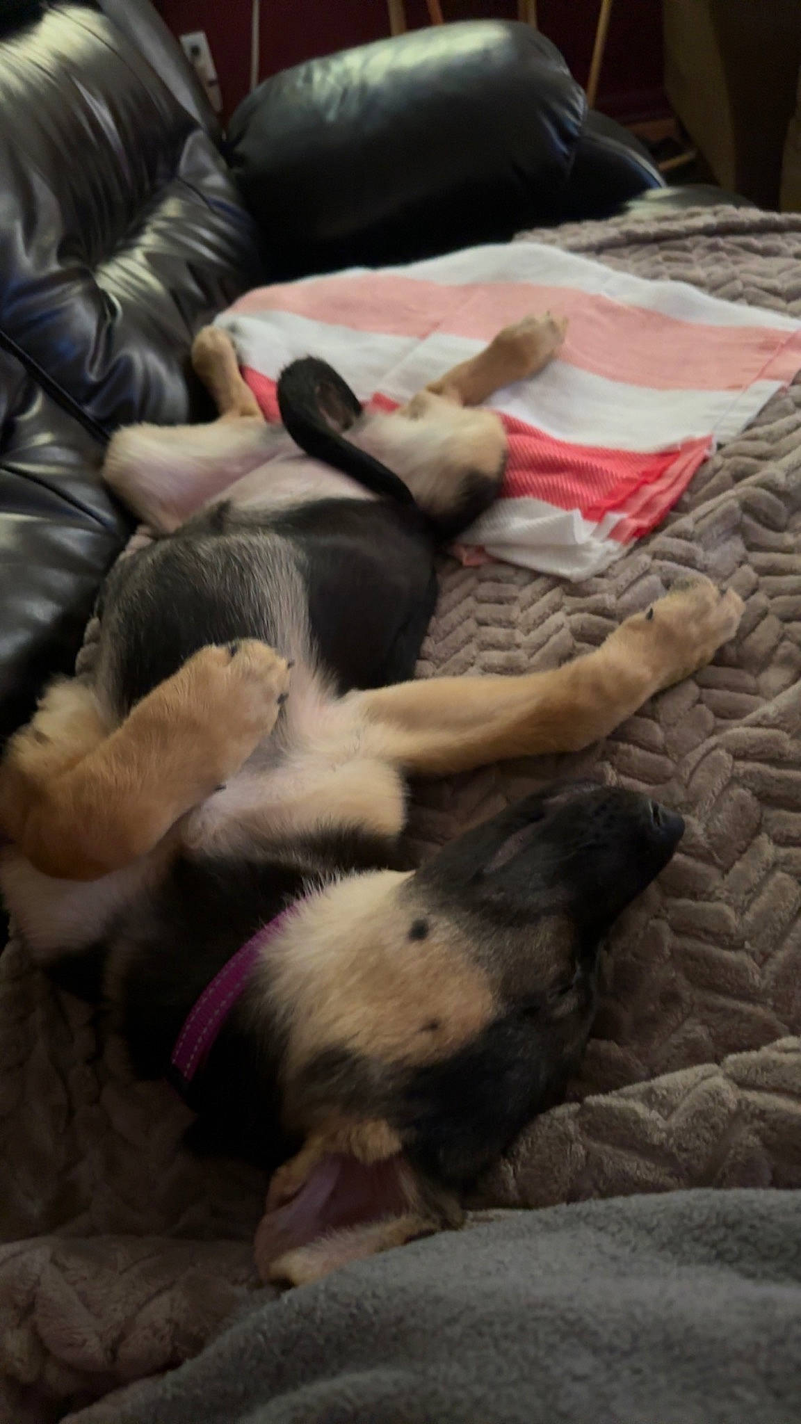 Nala is registered to the contest to win money with this photo: canidae, carnivore, comfort, companion_dog, couch, dog_breed, fawn, flooring, foot, fur, human_leg, linens, nap, natural_material, non_sporting_group, room, tail, terrestrial_animal, working_animal