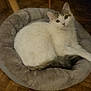 cat, pet_bed, white_cat, gray_tail, floor, wooden_floor, indoor, feline, resting, fur, animal, cute, cozy, domestic_cat, looking_up, ears, whiskers, relaxed, home, curious
