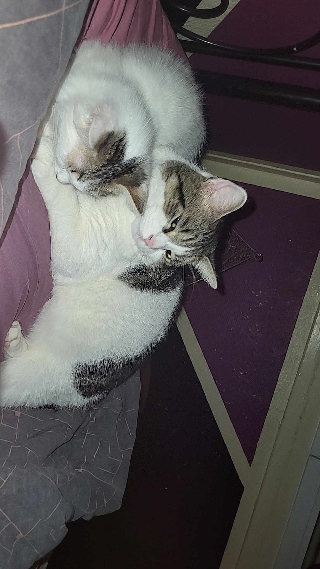 Guyzmo a rejoint le concours — aidez-le/la à gagner de superbes lots ! cat, sleeping, cuddling, bed, blanket, fur, pet, indoor, animal, resting, white, gray, striped, tabby, cute, cozy, domestic, feline, closeup, relaxation