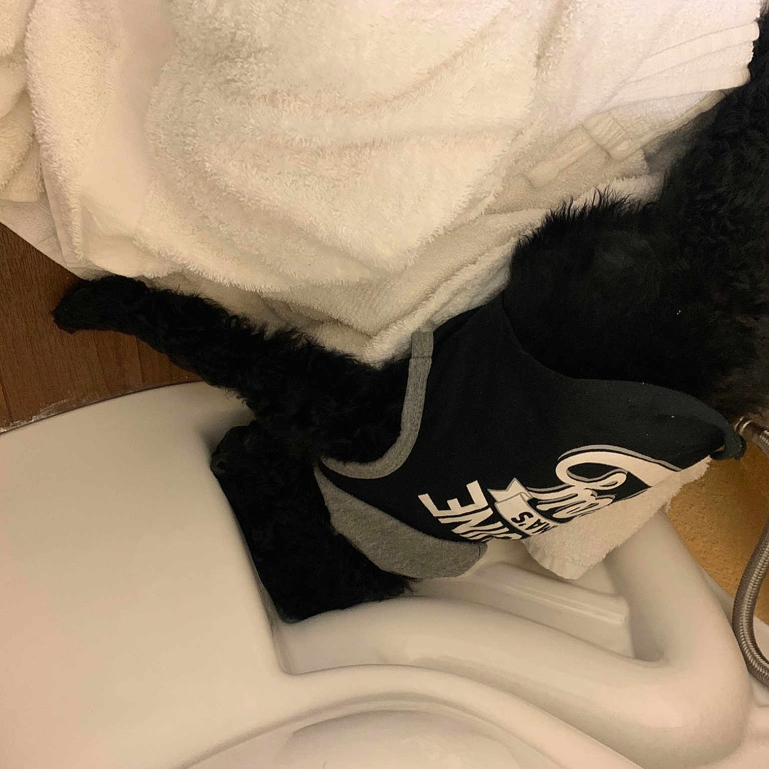 Midnight is registered to the contest to win money with this photo: carnivore, comfort, companion_dog, elbow, foot, hairstyle, head, human_leg, jeans, knee, leg, linens, neck, shoulder, sleeve, sportswear, t_shirt, thigh, trunk, wrist