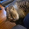 Razor joined the competition — help win amazing prizes! cat, tabby_cat, sleeping, fur, whiskers, leather_chair, indoor, wooden_floor, cozy, pet, animal, relaxing, close_up, feline, resting, home, comfort, soft_light, mammal, whisker