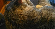 Razor is registered to the contest to win money with this photo: cat, tabby, fur, animal, pet, resting, sleeping, indoor, closeup, cozy, blurred_background, ear, whiskers, soft_light, feline, domestic_animal, relaxation, comfort, warm, companion
