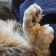 Razor is registered to the contest to win money with this photo: cat, paw, fur, close_up, soft, pet, animal, fluffy, pads, texture, blue_fabric, leather, resting, cozy, detail, whiskers, claws, cute, domestic_cat, feline