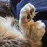 cat, paw, fur, close_up, soft, pet, animal, fluffy, pads, texture, blue_fabric, leather, resting, cozy, detail, whiskers, claws, cute, domestic_cat, feline