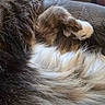 Razor joined the competition — help win amazing prizes! cat, fur, close_up, fluffy, animal, pet, whiskers, paw, relaxed, sleeping, texture, fabric, brown, white, black, striped, cozy, indoor, mammal, resting