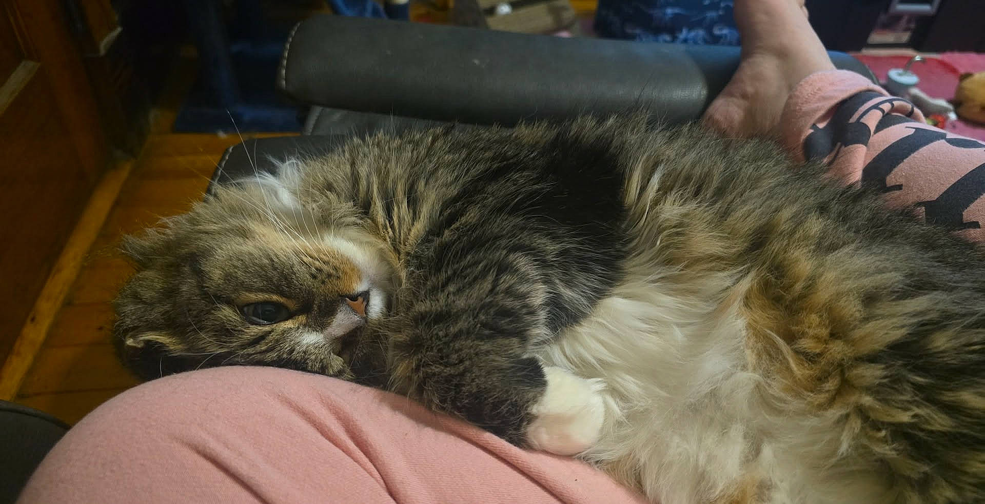 Razor is registered to the contest to win money with this photo: animal, cat, close_up, comfortable, cozy, cute, domestic, fur, furry, home, indoor, lap, person, pet, pink_pants, relaxed, resting, snuggling, tabby, wooden_floor