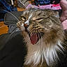 Razor joined the competition — help win amazing prizes! animal, blanket, cat, cozy, feline, fluffy, foot, fur, fur_pattern, home, indoor, leather, mouth_open, paw, pet, pink_tongue, relaxed, whiskers, wood_floor, yawning