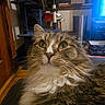 Razor joined the competition — help win amazing prizes! cat, cat_tree, closeup, cozy, domestic_animal, eyes, fluffy_cat, fur, furniture, household, indoor, living_room, mammal, pet, portrait, relaxed, scratching_post, tabby, whiskers, wood_floor