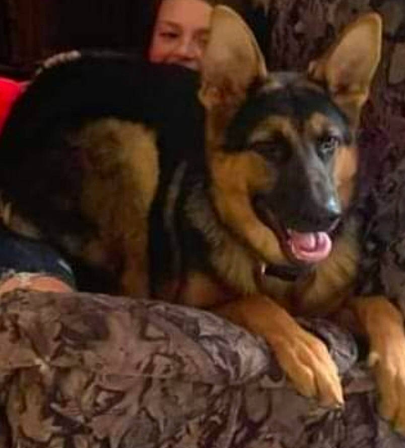 Jerry Lee is registered to the contest to win money with this photo: canidae, carnivore, comfort, companion_dog, dog, dog_breed, east_european_shepherd, fur, german_shepherd_dog, guard_dog, herding_dog, king_shepherd, old_german_shepherd_dog, paw, sharing, snout, sporting_group, terrestrial_animal, working_dog