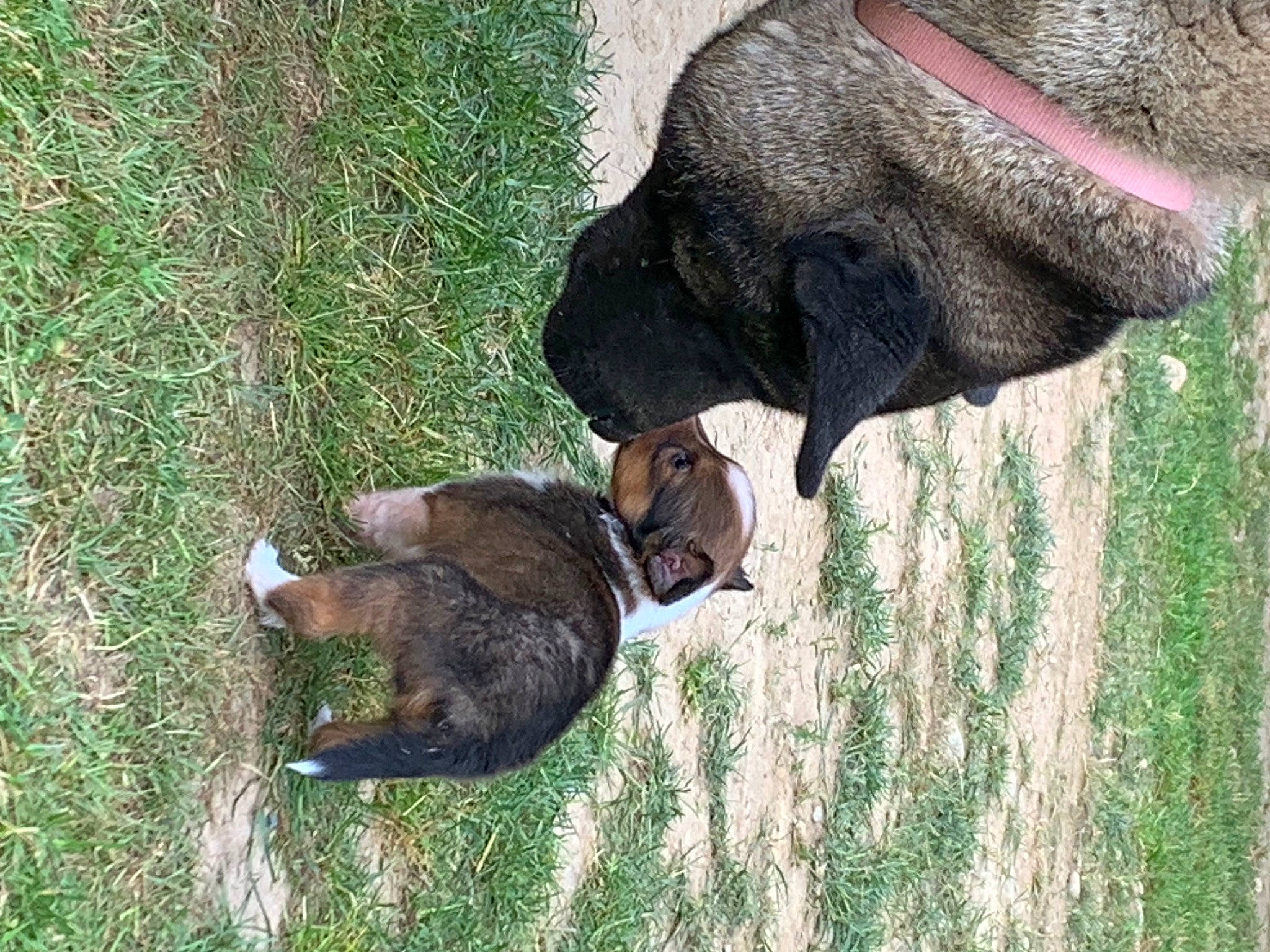 Chloe is registered to the contest to win money with this photo: canidae, carnivore, companion_dog, dog, dog_breed, fawn, fur, grass, grass_family, grassland, grazing, guard_dog, liver, pasture, snout, sporting_group, tail, terrestrial_animal, wildlife, working_animal